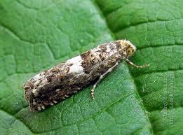 Attēlu rezultāti vaicājumam “Epiblema grandaevana”