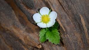 Image result for Rosengewächse