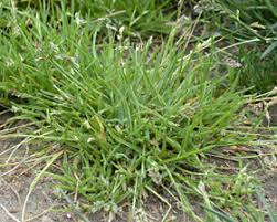 Attēlu rezultāti vaicājumam “Poa remota bud”