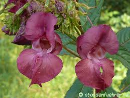 Attēlu rezultāti vaicājumam “Impatiens glandulifera flower”