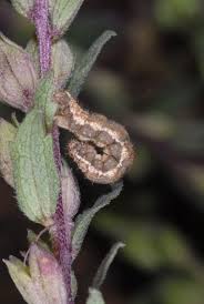 Attēlu rezultāti vaicājumam “Perizoma bifaciata”