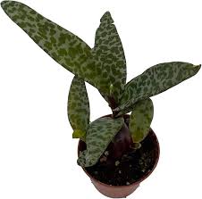 Attēlu rezultāti vaicājumam “Lycogala leopardinum sessile”