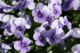 Image result for Hornveilchen