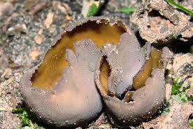 Attēlu rezultāti vaicājumam “Otidea bufonia”