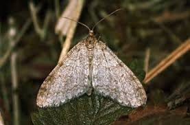 Attēlu rezultāti vaicājumam “Trichopteryx carpinata”