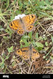 Attēlu rezultāti vaicājumam “Lasiommata megera male”