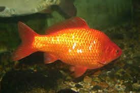 Attēlu rezultāti vaicājumam “Carassius auratus”