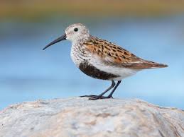Attēlu rezultāti vaicājumam “Calidris”