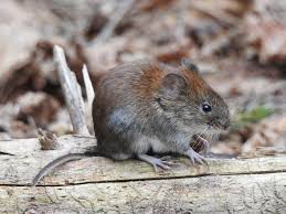 Attēlu rezultāti vaicājumam “Myodes glareolus”