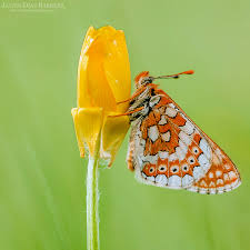 Attēlu rezultāti vaicājumam “Euphydrias aurinia”
