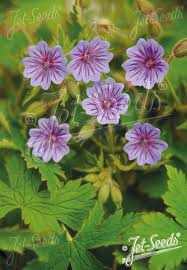 Attēlu rezultāti vaicājumam “Geranium bohemicum leaf”