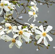 Attēlu rezultāti vaicājumam “Magnolia kobus”