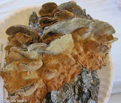 Attēlu rezultāti vaicājumam “Phellinus chrysoloma”