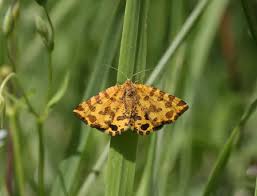 Attēlu rezultāti vaicājumam “Pseudopanthera macularia”