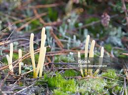 Attēlu rezultāti vaicājumam “Clavaria argillacea”