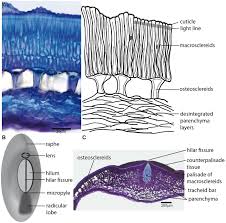 Attēlu rezultāti vaicājumam “Diderma testaceum macro”