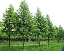 Attēlu rezultāti vaicājumam “Tilia x vulgaris”