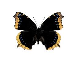 Attēlu rezultāti vaicājumam “Nymphalis antiopa upperside”