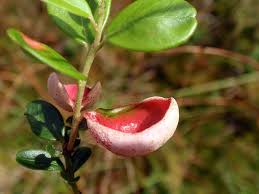 Attēlu rezultāti vaicājumam “Exobasidium vaccinii”