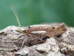 Attēlu rezultāti vaicājumam “Ypsolopha parenthesella”