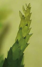 Attēlu rezultāti vaicājumam “Sphagnum tenellum”