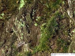 Attēlu rezultāti vaicājumam “Rhynchostegiella tenella macro”