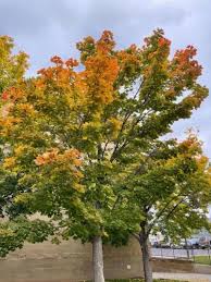 Attēlu rezultāti vaicājumam “Acer platanoides”