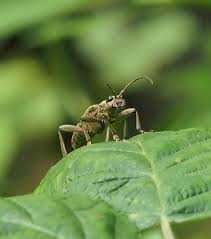 Attēlu rezultāti vaicājumam “Rhagium mordax”