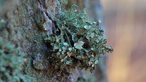 Attēlu rezultāti vaicājumam “Ramalina fastigiata”