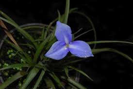 Image result for tillandsia umbellata