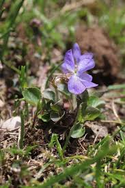 Attēlu rezultāti vaicājumam “Viola rupestris bud”