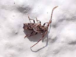 Attēlu rezultāti vaicājumam “Pogonocherus hispidulus”