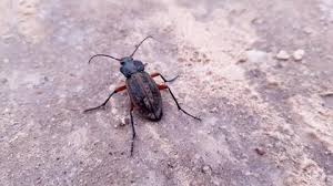 Attēlu rezultāti vaicājumam “Carabus arcensis”