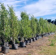 Attēlu rezultāti vaicājumam “Populus simonii”