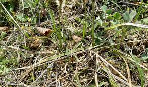 Attēlu rezultāti vaicājumam “Carex caryophyllea leaf”