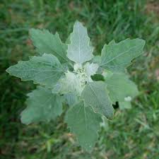 Attēlu rezultāti vaicājumam “Chenopodium album leaf”