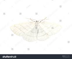 Attēlu rezultāti vaicājumam “Cabera pusaria male”