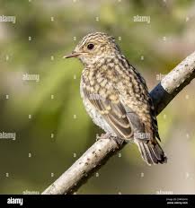 Attēlu rezultāti vaicājumam “Muscicapa striata juvenile”