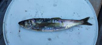 Image result for Clupea pallasii