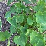 Attēlu rezultāti vaicājumam “Menispermum dauricum leaf”