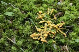 Attēlu rezultāti vaicājumam “Lignydium muscorum young”