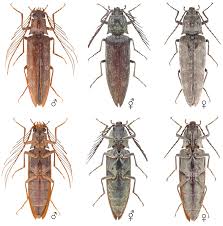 Attēlu rezultāti vaicājumam “Cabera exanthemata female”