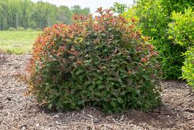 Attēlu rezultāti vaicājumam “Arcyria imperialis stalked”