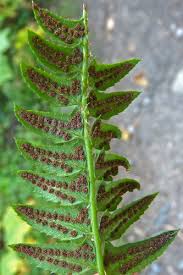 Attēlu rezultāti vaicājumam “Polystichum lonchitis”