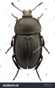 Attēlu rezultāti vaicājumam “Silpha obscura”