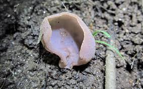 Attēlu rezultāti vaicājumam “Peziza ammophila”