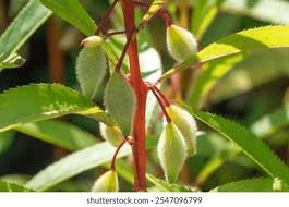 Attēlu rezultāti vaicājumam “Impatiens parviflora fruit”