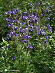 Image result for Aquilegia vulgaris