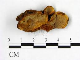 Attēlu rezultāti vaicājumam “Phellinus nigrolimitatus”