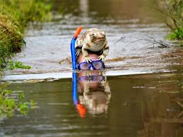 Image result for Bog Snorkelling Championships